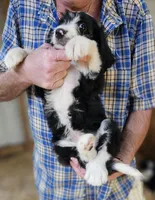 Bernedoo Fb, a female Bernedoodle for sale in Urbana, OH – 10 of 10