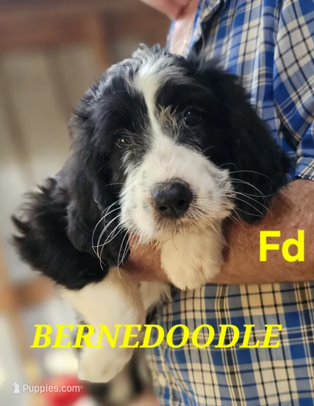 Bernedoo Fd – Bernedoodle puppy for sale in Urbana, OH