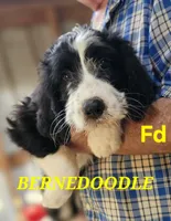 Bernedoo Fd, a female Bernedoodle for sale in Urbana, OH – 1 of 10