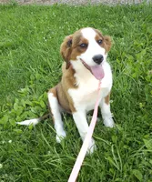 Sophies Fa, a female Bernese Mountain Dog and Great Pyrenees for sale in Urbana, OH – 6 of 10