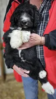 PYREDOODLE Mc, a male Great Pyrenees and Poodle - Standard  for sale in Urbana, OH – 9 of 10