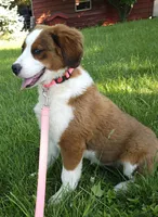Sophies Fa, a female Bernese Mountain Dog and Great Pyrenees for sale in Urbana, OH – 5 of 10