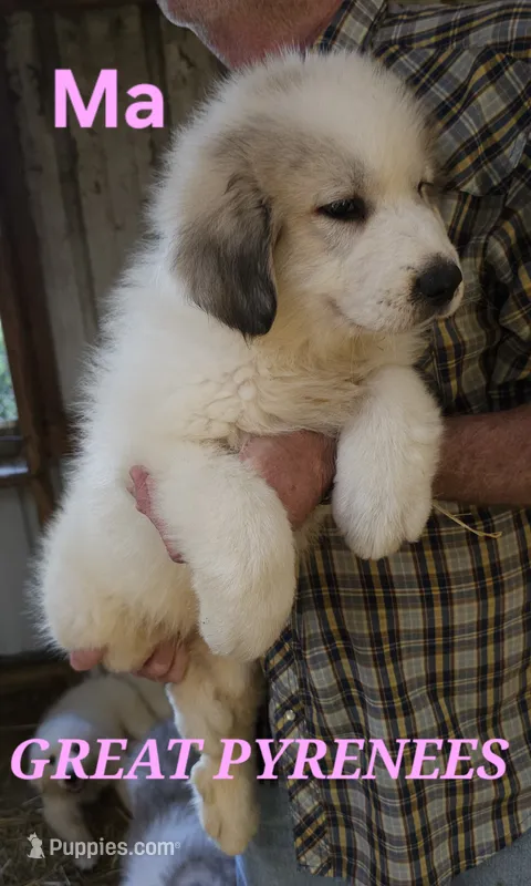 Poppys Ma – Great Pyrenees puppy for sale in Urbana, OH