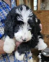 Beredoo Ma, a male Bernedoodle for sale in Urbana, OH – 9 of 10