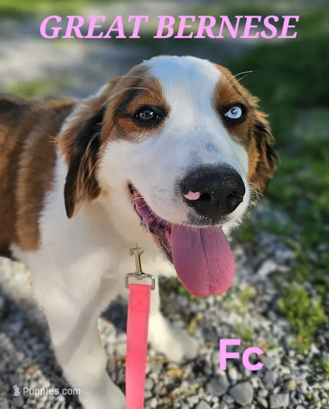 Sophies Fc – Bernese Mountain Dog, Great Pyrenees puppy for sale in Urbana, OH