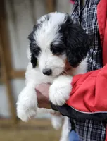 PYREDOODLE Mb, a male Great Pyrenees and Poodle - Standard  for sale in Urbana, OH – 3 of 10