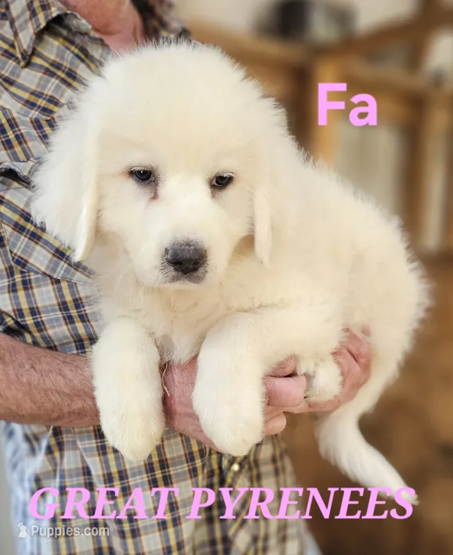 Poppys Fa – Great Pyrenees puppy for sale in Urbana, OH