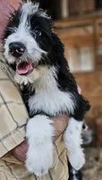 Bernedoodle Fe, a female Bernedoodle for sale in Urbana, OH – 10 of 10