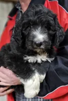 PYREDOODLE Mc, a male Great Pyrenees and Poodle - Standard  for sale in Urbana, OH – 3 of 10
