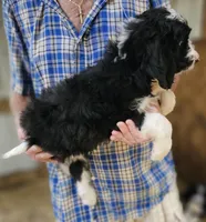 Bernedoo Fb, a female Bernedoodle for sale in Urbana, OH – 8 of 10