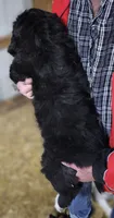 PYREDOODLE Fb, a female Great Pyrenees and Poodle - Standard  for sale in Urbana, OH – 6 of 10