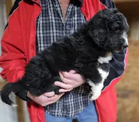 PYREDOODLE Mc, a male Great Pyrenees and Poodle - Standard  for sale in Urbana, OH – 10 of 10