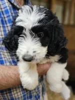 Bernedoo Ff, a female Bernedoodle for sale in Urbana, OH – 10 of 10