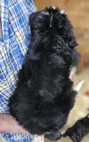 Bernedoo Fg, a female Bernedoodle for sale in Urbana, OH – 4 of 10