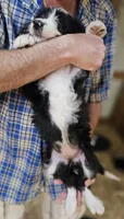 Bernedoo Fc, a female Bernedoodle for sale in Urbana, OH – 4 of 10