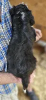 Bernedoo Fa, a female Bernedoodle for sale in Urbana, OH – 4 of 10