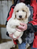 PYREDOODLE Fa, a female Great Pyrenees and Poodle - Standard  for sale in Urbana, OH – 10 of 10