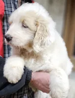 PYREDOODLE Fa, a female Great Pyrenees and Poodle - Standard  for sale in Urbana, OH – 6 of 10
