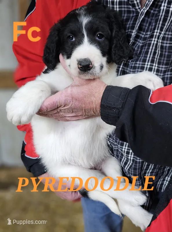 PYREDOODLE Fc – Great Pyrenees, Poodle - Standard  puppy for sale in Urbana, OH