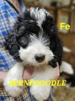 Bernedoo Fe, a female Bernedoodle for sale in Urbana, OH – 2 of 10