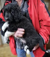 PYREDOODLE Fb, a female Great Pyrenees and Poodle - Standard  for sale in Urbana, OH – 7 of 10