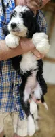 Bernedoo Ff, a female Bernedoodle for sale in Urbana, OH – 3 of 10