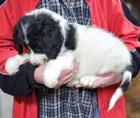 PYREDOODLE Fc, a female Great Pyrenees and Poodle - Standard  for sale in Urbana, OH – 9 of 10