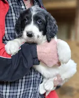 PYREDOODLE Fc, a female Great Pyrenees and Poodle - Standard  for sale in Urbana, OH – 4 of 10