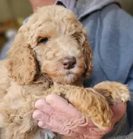 Pup Fb, a female Poodle - Standard  for sale in Urbana, OH – Photo 8 of 10