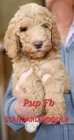 Pup Fb, a female Poodle - Standard  for sale in Urbana, OH – Photo 1 of 10