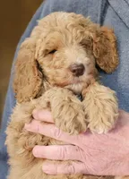 Pup Fb, a female Poodle - Standard  for sale in Urbana, OH – Photo 6 of 10