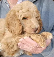 Pup Fb, a female Poodle - Standard  for sale in Urbana, OH – Photo 3 of 10