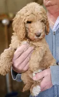Pup Fb, a female Poodle - Standard  for sale in Urbana, OH – Photo 9 of 10