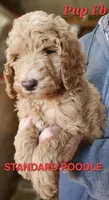 Pup Fb, a female Poodle - Standard  for sale in Urbana, OH – Photo 10 of 10
