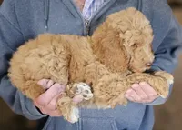 Pup Fb, a female Poodle - Standard  for sale in Urbana, OH – Photo 2 of 10