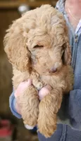 Pup Fb, a female Poodle - Standard  for sale in Urbana, OH – Photo 5 of 10