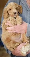 Pup Fb, a female Poodle - Standard  for sale in Urbana, OH – Photo 7 of 10
