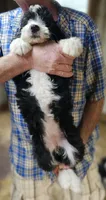 Bernedoo Fe, a female Bernedoodle for sale in Urbana, OH – 3 of 10