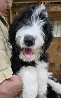 Bernedoodle Fb, a female Bernedoodle for sale in Urbana, OH – 5 of 10