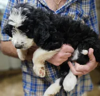 Bernedoo Ff, a female Bernedoodle for sale in Urbana, OH – 8 of 10