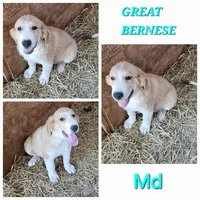 Sophie's Md, a male Bernese Mountain Dog and Great Pyrenees for sale in Urbana, OH – Photo 1 of 4