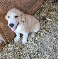 Sophie's Md, a male Bernese Mountain Dog and Great Pyrenees for sale in Urbana, OH – Photo 4 of 4