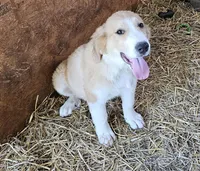 Sophie's Md, a male Bernese Mountain Dog and Great Pyrenees for sale in Urbana, OH – Photo 3 of 4