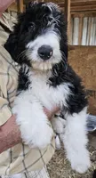 Bernedoodle Fc, a female Bernedoodle for sale in Urbana, OH – 3 of 10