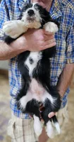 Bernedoo Fd, a female Bernedoodle for sale in Urbana, OH – 9 of 10