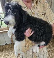Bernedoodle Fc, a female Bernedoodle for sale in Urbana, OH – 4 of 10
