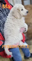 PYREDOODLE Ma, a male Great Pyrenees and Poodle - Standard  for sale in Urbana, OH – 3 of 10