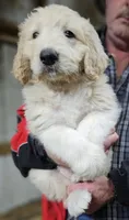 PYREDOODLE Ma, a male Great Pyrenees and Poodle - Standard  for sale in Urbana, OH – 2 of 10