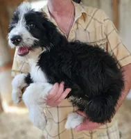 Bernedoodle Fe, a female Bernedoodle for sale in Urbana, OH – 8 of 10