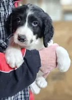 PYREDOODLE Fc, a female Great Pyrenees and Poodle - Standard  for sale in Urbana, OH – 3 of 10